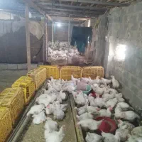 شاگرد مرغداری