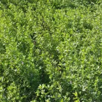 یونجه چین دوم