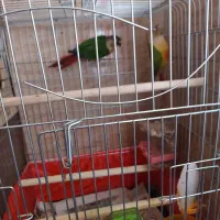 گرینچیک جفت مولد