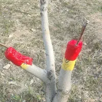 پیوند گردو  وپسته ،هرس و خدمات کشاورزی