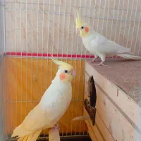 عروس هلندی لوتینو زعفرانی همراه با تخم