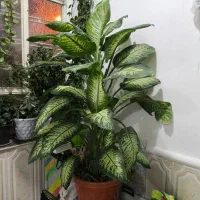 گل دیفن بزرگ