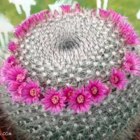 کاکتوس خارجی تعداد زیاد یکجا قیمت پایین