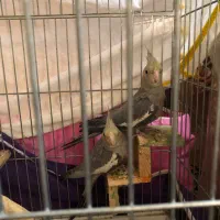 جوجه عروس هلندی شاه تخم بزرگ و کشیده