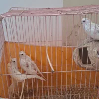 جوجه عروس هلندی|پرنده|میناب, |دیوار