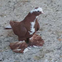 قرمز عرب الچح للهی و یدونه جو شیخی مایا|پرنده|بناب, |دیوار