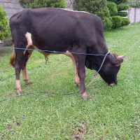 فروش گاو نر محلی