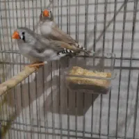 دو تا فنچ ماده زبرا