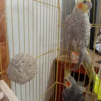 عروس هلندی|پرنده|علی‌آباد کتول, |دیوار