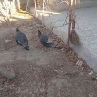 پرندگان|پرنده|مشهد, میان ولایت|دیوار