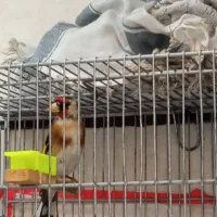 سهره  چهار گل نر   رام رام پا سفید بخون