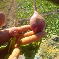 تربچه