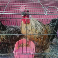 خروس ومرغ مینیاتوری|پرنده|سبزوار, کهنه آب|دیوار