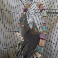جوجه عروس هلندی