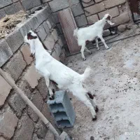 کهره دوقلو افغانی گلابی بلدرچین گوشتی سلطان آباد|حیوانات مزرعه|رامهرمز, |دیوار