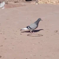 کبوتر گمشده