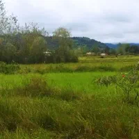 1600متر باغی شالی انشعابات پای زمین گیلان زیبا