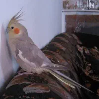 فروش عروس هلندی خاکستری ماده