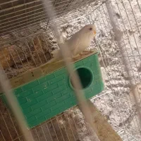 مرغ عشق ماده چشم شرابی البینو