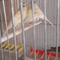 قناری|پرنده|اصفهان, قهجاورستان|دیوار