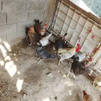 مرغ