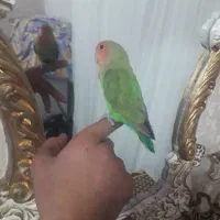 طوطی برزیلی نرفول اهلی بازیگوش باقفس۱۲۰۰مقطوع