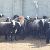 ۸۰ راس گوسفند|حیوانات مزرعه|تاکستان, |دیوار