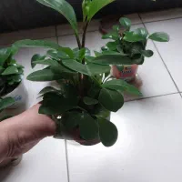 گل قاشقی گل پتوس ابلق