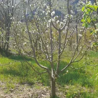 زمین باغی درباقرآباد|فروش زمین و ملک کلنگی|رامیان, |دیوار