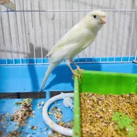 فروش یک جفت قناری رسمی بلند مست مست مرتب