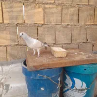 کبوتر|پرنده|شوشتر, |دیوار