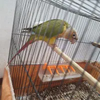 گرینچیک|پرنده|استهبان, |دیوار