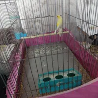 قناری نر بخون و ماده آماده جفت