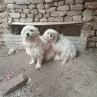 سلام هردوتاماده هستند