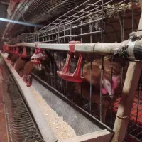 قفس مرغ تخم گذار