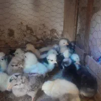 تعدادی جوجه مرغ سلطان اصل یکهفته ای