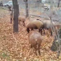 فروش تعداد ۲۶ راس میش