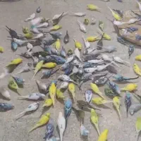 عروس هلندی باجوجه رام قناری فنج مرغ عشق مولدبرزیلی