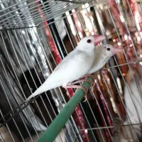 فنچ نرگسی مولد کار داده