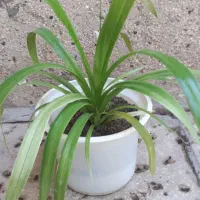 حراج گلهای آپارتمانی|گل و گیاه طبیعی|قزوین, |دیوار