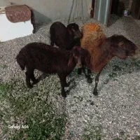 میش زاییده جملی بره درشت