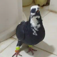 قره سیاه کاکلی نر ه ف ت به ه ش ت هست