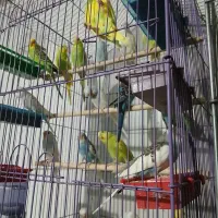 مرغ عشق  رنگی|پرنده|بهارستان, |دیوار