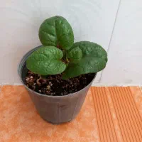 گل آپارتمانی