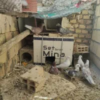 کفتر پرشی|پرنده|زارچ, |دیوار