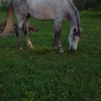 نریان عرب|اسب و تجهیزات اسب‌سواری|تنکابن, |دیوار