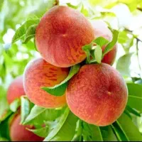 تولید انبوه نهال و درخت پیوندی میوه در خراسان رضوی