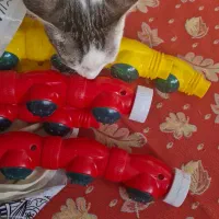 حلقه هلاهوپ