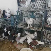 معاوضه کفتر طوقی سرور هما با گوشی یا بره بزغاله|پرنده|شهریار, شهرک امیریه|دیوار