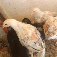 برهمانوچه خروسودورگه ابریشمی وسیبرایت،تخم بلدرچین